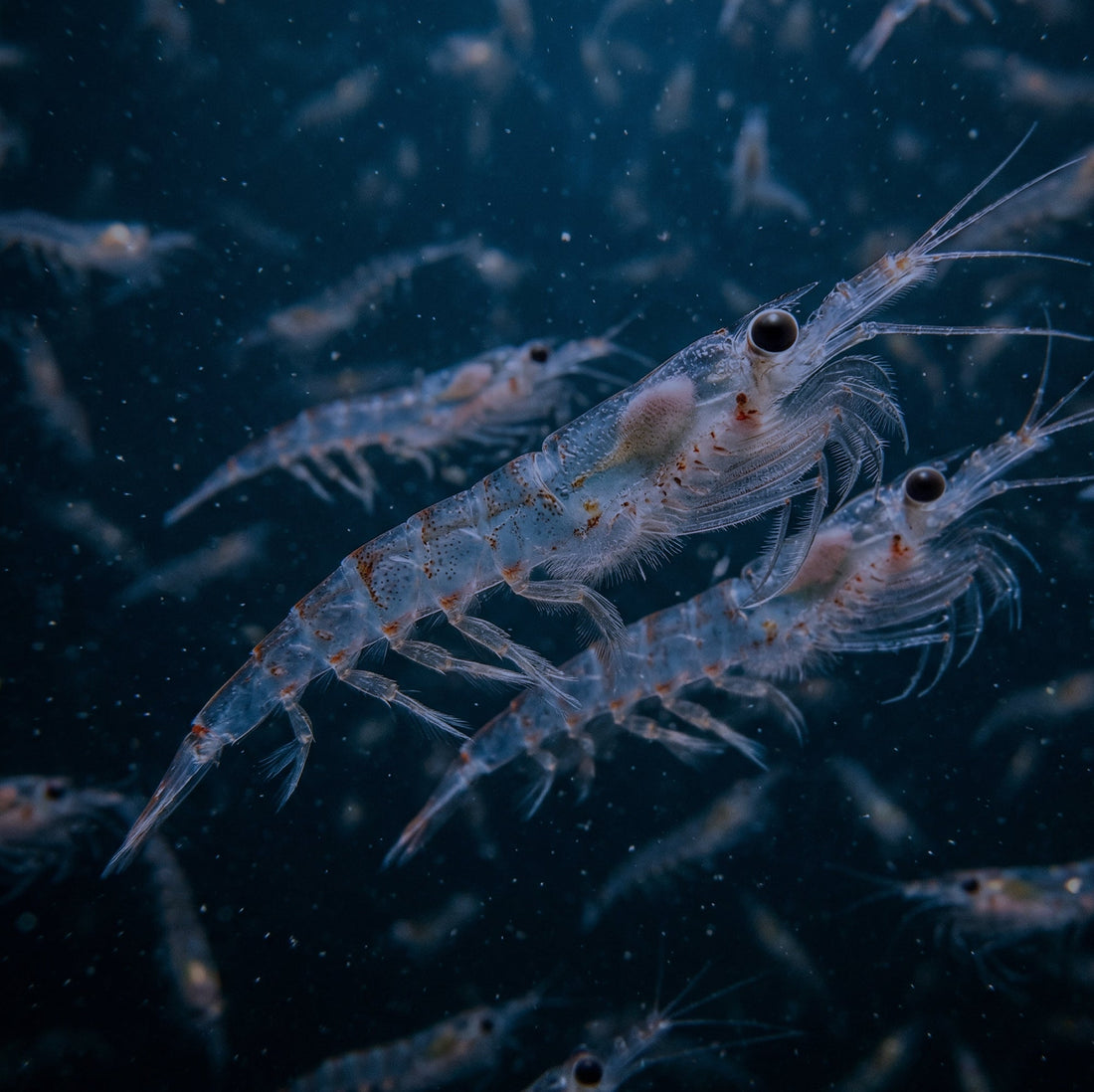 Benefits of Krill Oil: Why This Omega-3 Supplement Is Worth a Closer Look