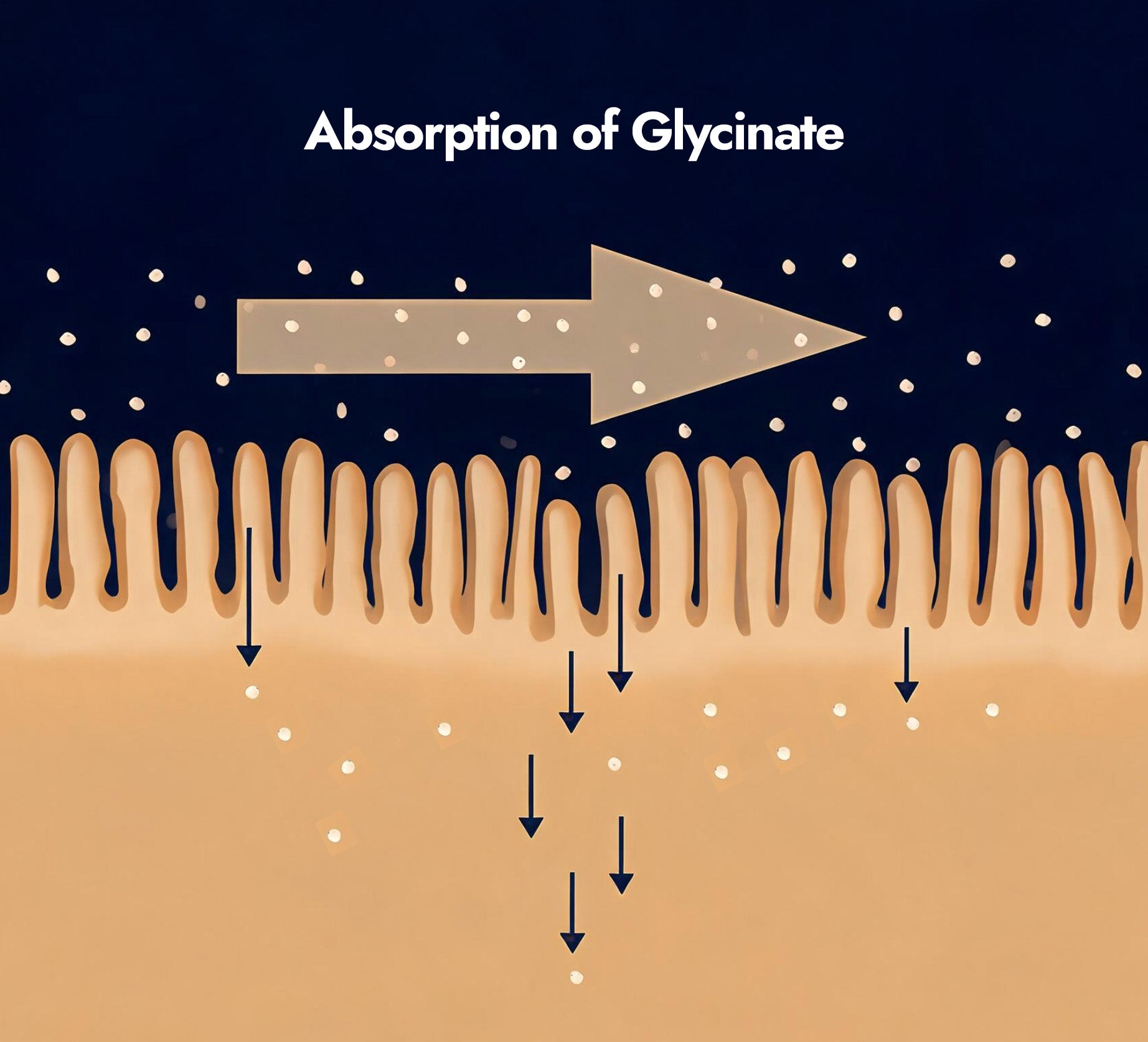 Diagram of glycinate absorption through a membrane with labeled arrows.